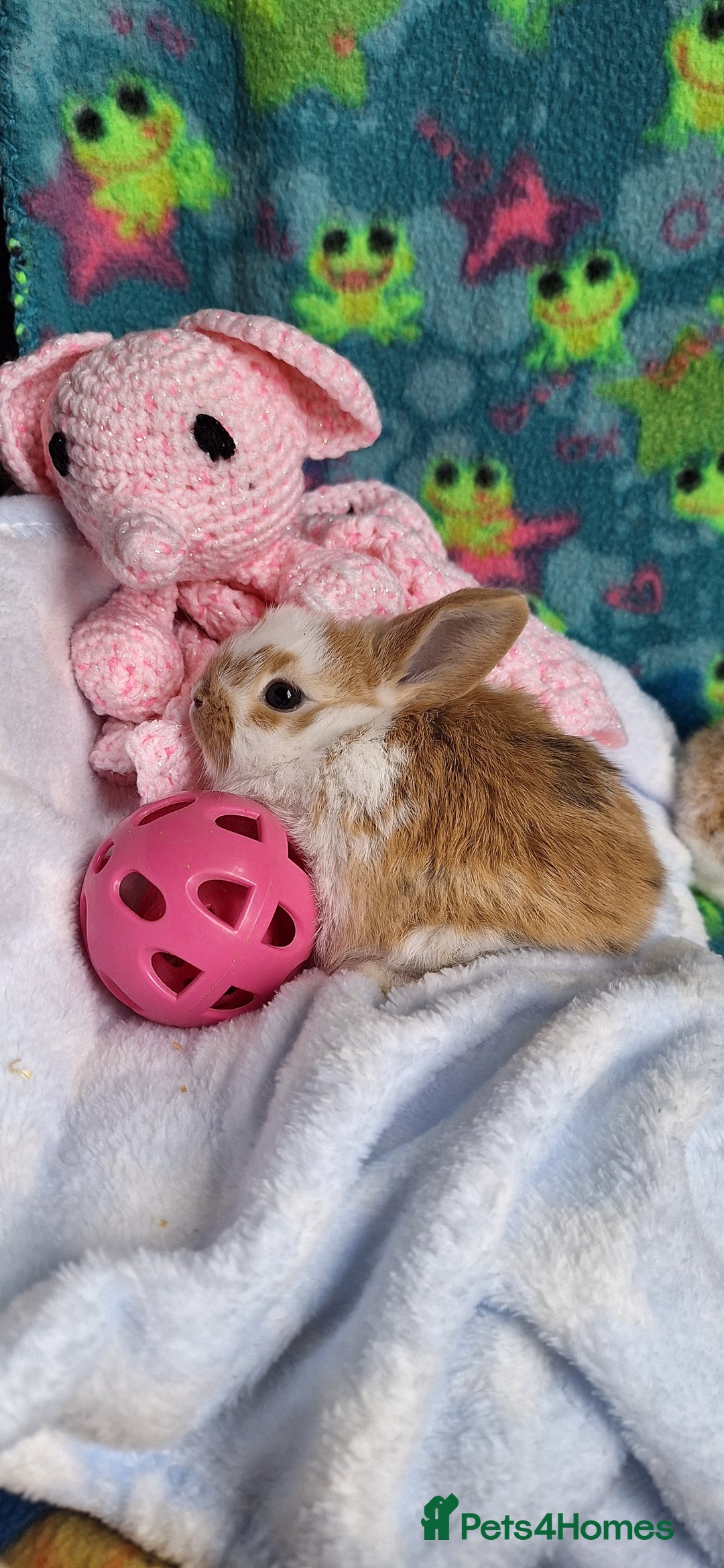 Mixed Breed rabbits for sale: Baby rabbits for sale  - Image 6