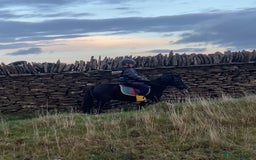 Welsh Section A horses for sale: Super child’s pony  - Image 19