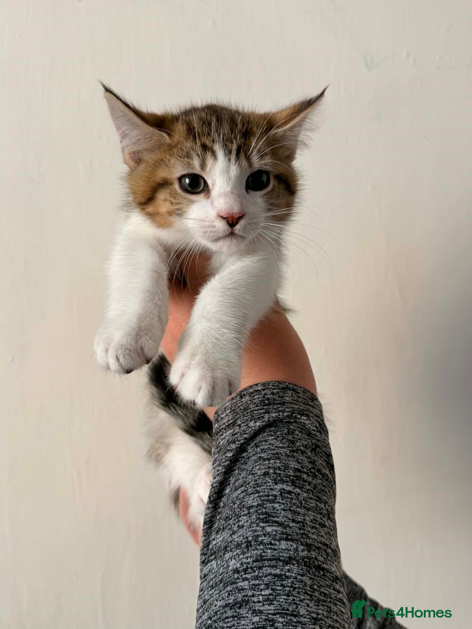 Mixed Breed cats Maine Coon Kittens  - Advert 2