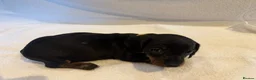 Miniature Dachshund dogs for sale: Miniature Dachshund Puppies - Advert 13