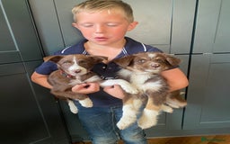 Border Collie dogs for sale: Gorgeous Sheep Dog Pups  - Image 10