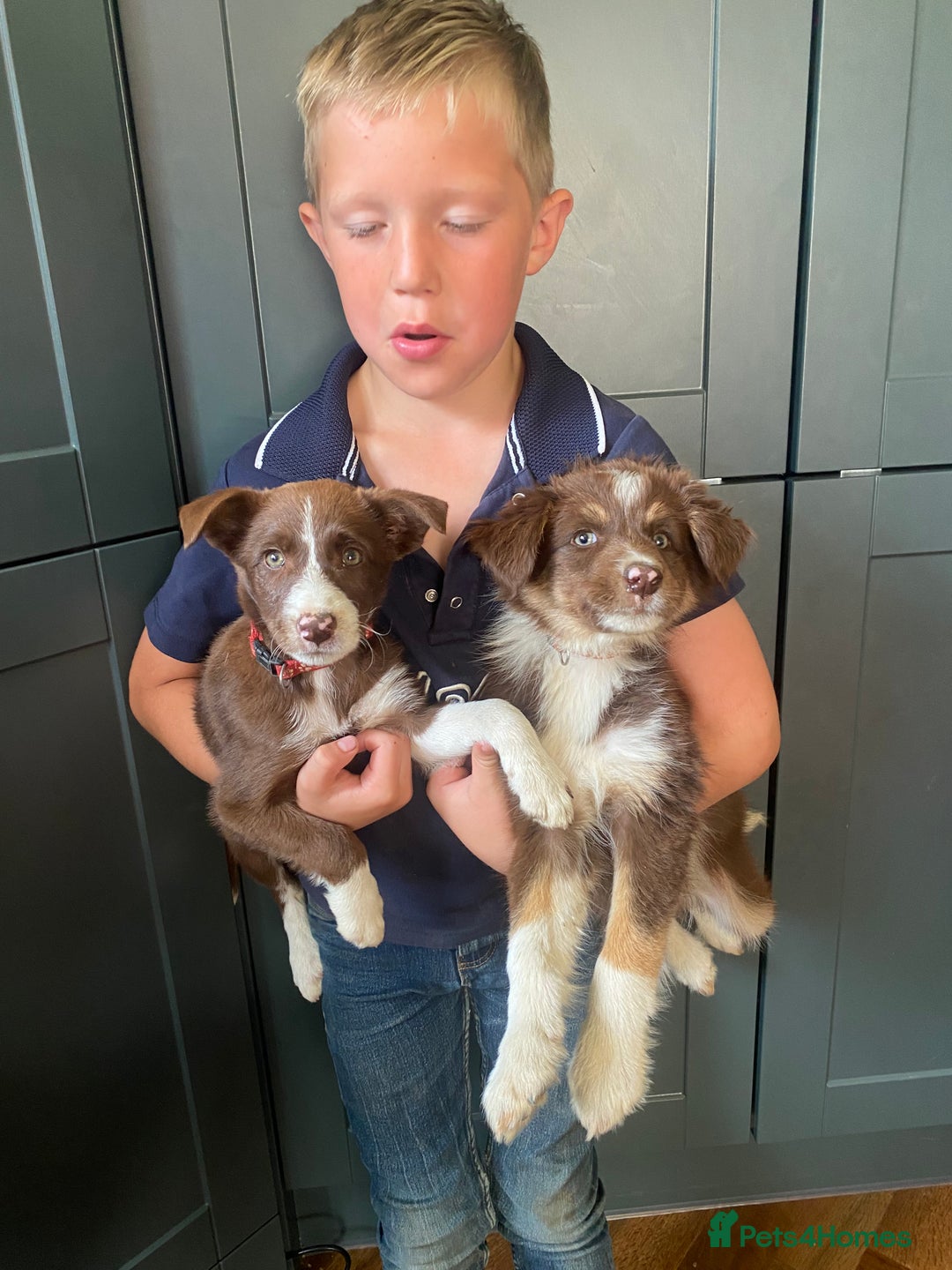 Border Collie dogs for sale: Gorgeous Sheep Dog Pups  - Image 10