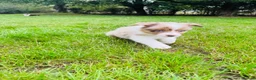 Border Collie dogs for sale: Our Bred Border Collie Puppies For Sale - Advert 16