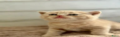 British Shorthair Cream Boy