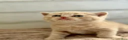British Shorthair cats for sale: Champion sired GCCF British shorthair kittens - Advert 10