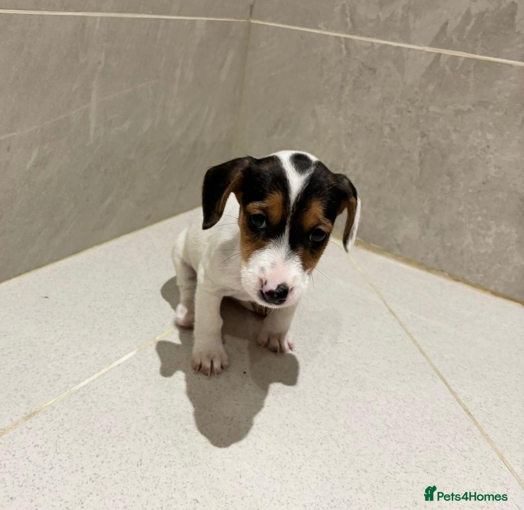 Dachshund dogs for sale: Dachshund Puppies - Image 12