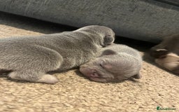 French Bulldog dogs for sale: French bulldog bitches  - Advert 5