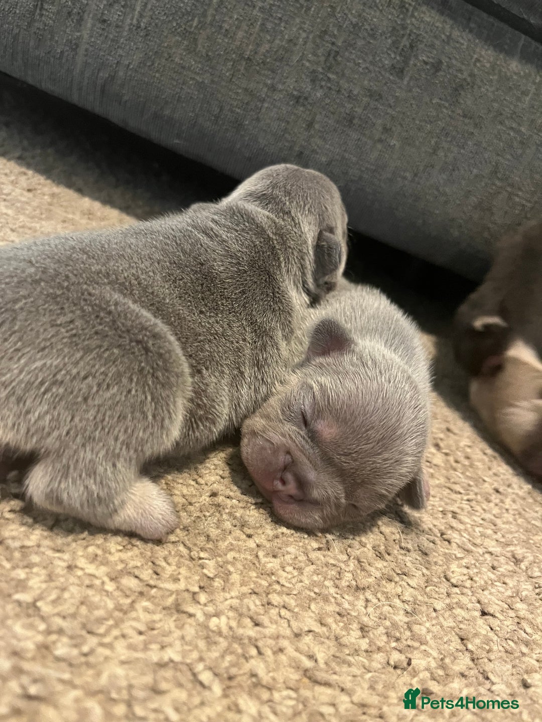 French Bulldog dogs for sale: French bulldog bitches  - Advert 5