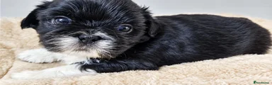 Shih Tzu 4