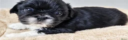 Shih Tzu dogs for sale: Beautiful Shih Tzu Puppies – 2 Girls & 3 Boys in London - Advert 6