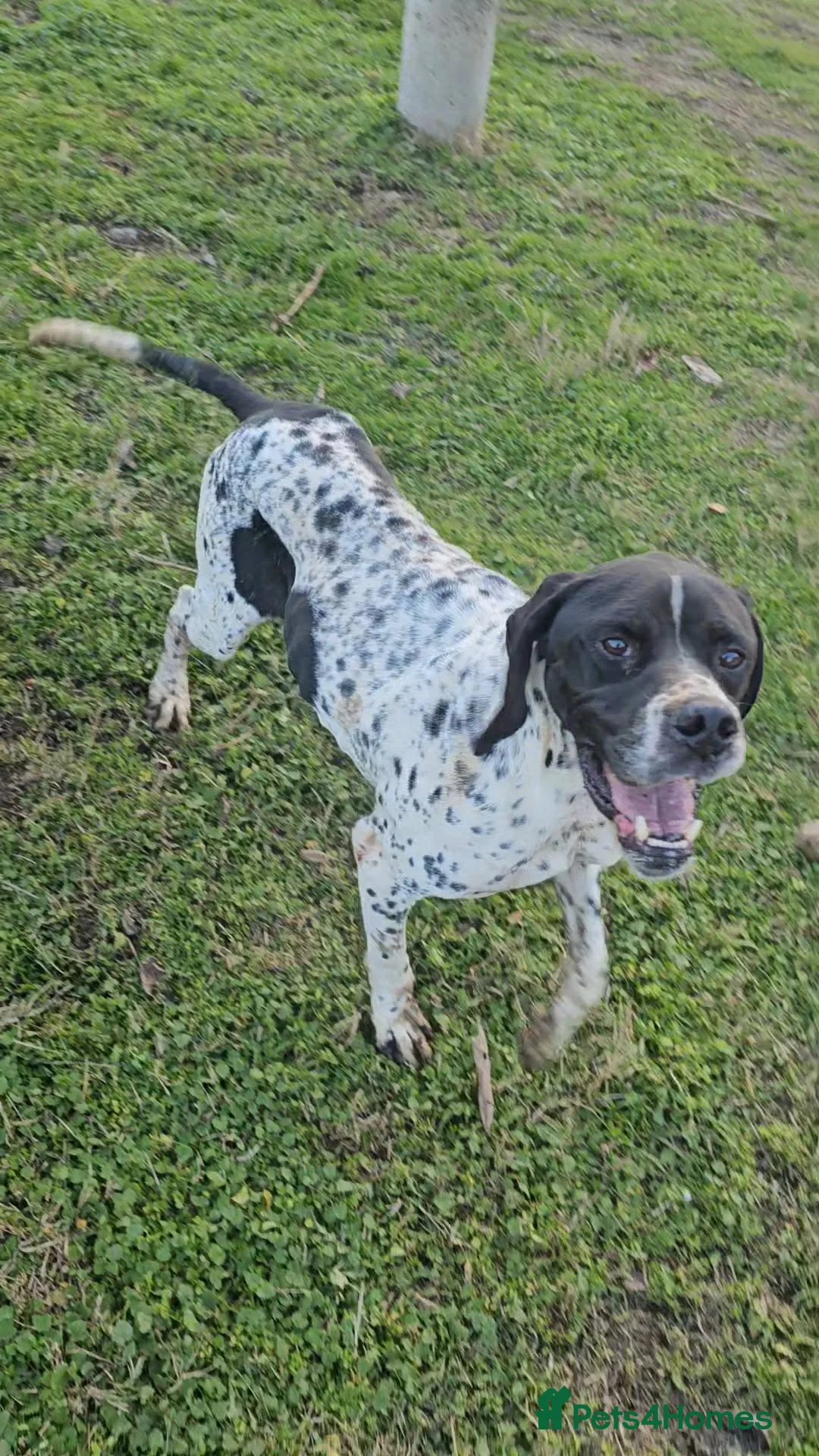 Pointer dogs for adoption: Santos in Leeds - Advert 5