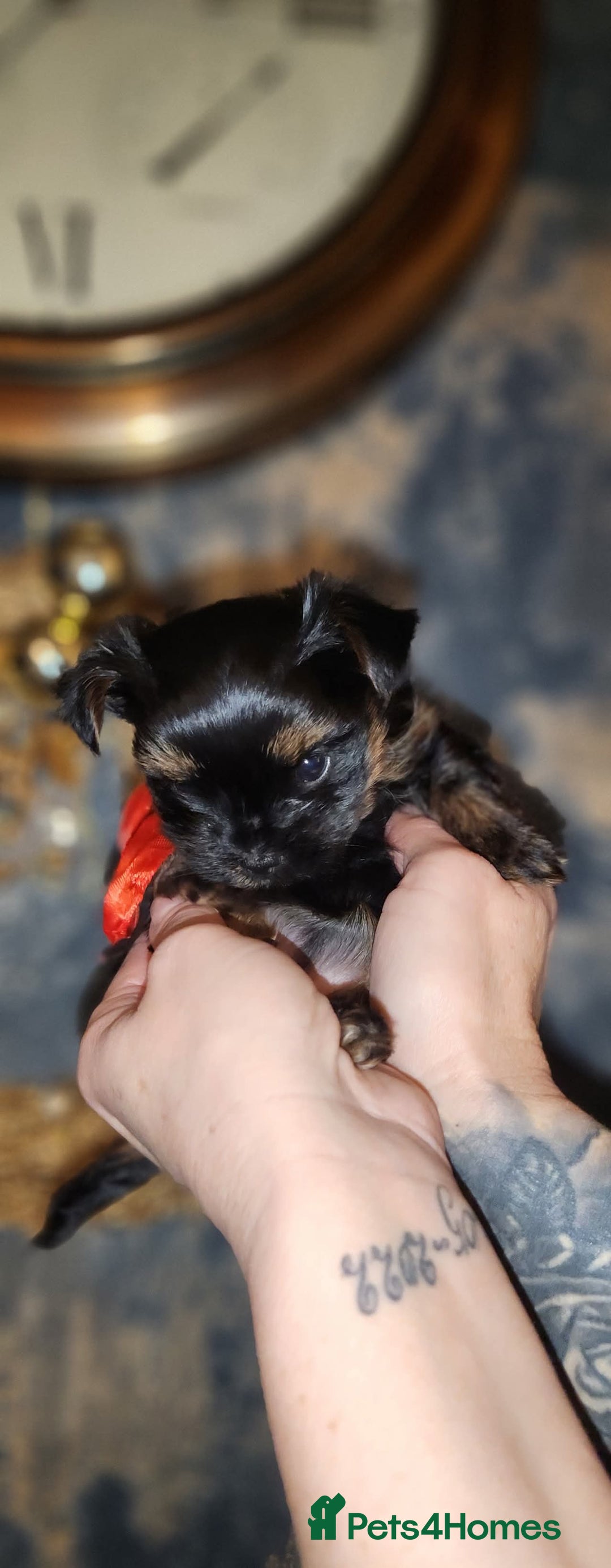 Yorkshire Terrier dogs for sale: Little Maya is looking for her own home - Advert 6