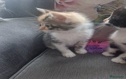 Mixed Breed cats for sale: 5 beautiful kittens 4 female 1 male - Image 2