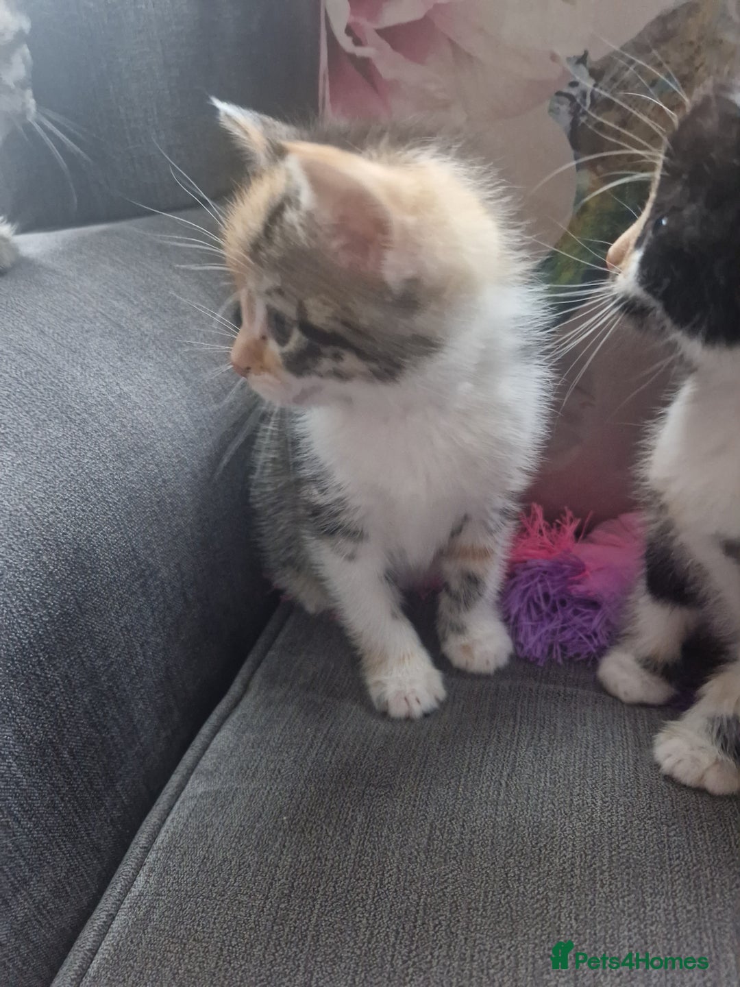 Mixed Breed cats for sale: 5 beautiful kittens 4 female 1 male - Image 2