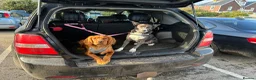 Mixed Breed dogs for sale: One beautiful girl Sprollie puppy left in Burgess Hill - Advert 1