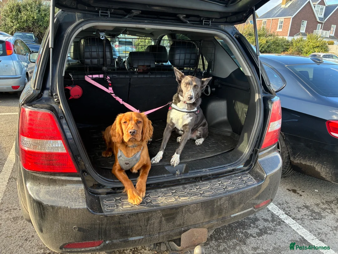 Mixed Breed dogs for sale: One beautiful girl Sprollie puppy left in Burgess Hill - Advert 1