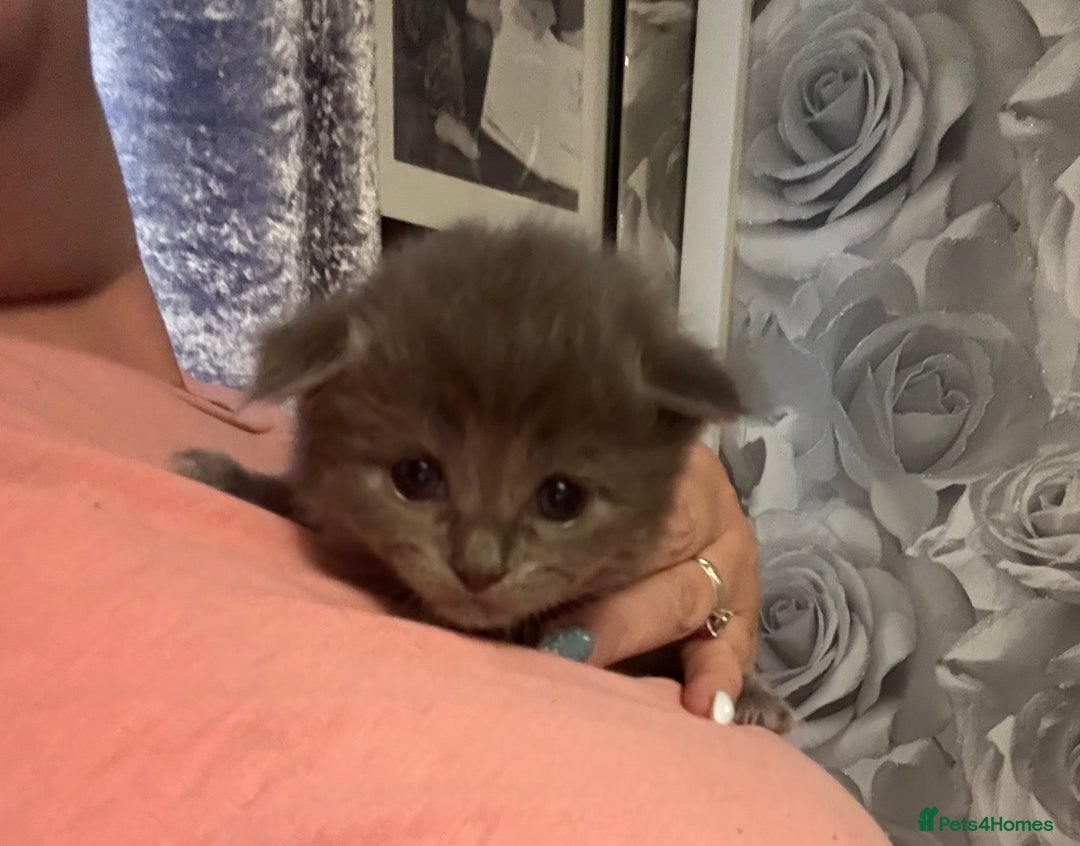 Ragdoll cats for sale: Ragdoll cross Norwegian forest cat - Image 10