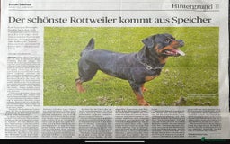 Rottweiler dogs for sale: Exclusive UK Rottweiler Puppy Champion Bloodlines - Image 4