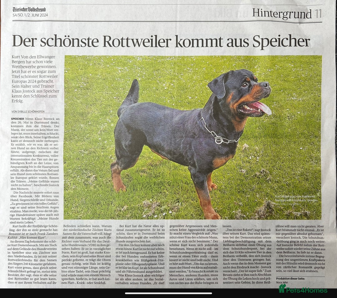 Rottweiler dogs for sale: Exclusive UK Rottweiler Puppy Champion Bloodlines - Image 4