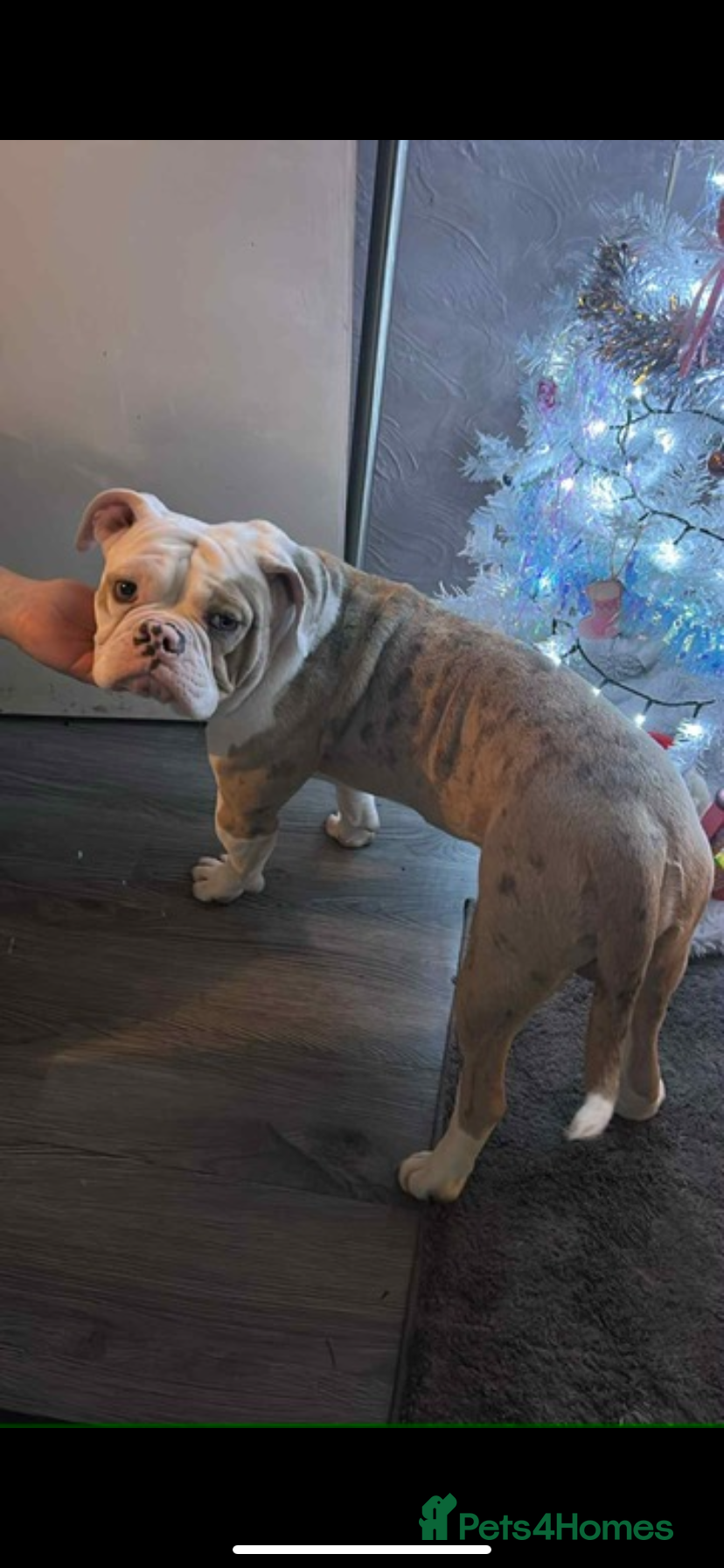 Old Tyme Bulldog dogs Old Tyme English bulldog - Advert 3