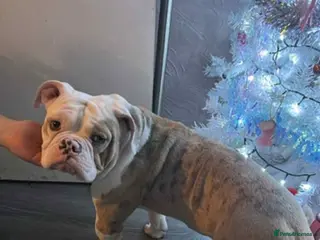 Old Tyme Bulldog dogs Old Tyme English bulldog - Advert 13