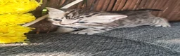 Mixed Breed cats for sale: Bengal mix  - Advert 5