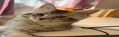 Maine Coon 3