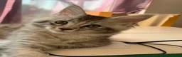 Maine Coon cats for sale: Pedigree GCCF Registered Maine Coon kittens - Advert 14