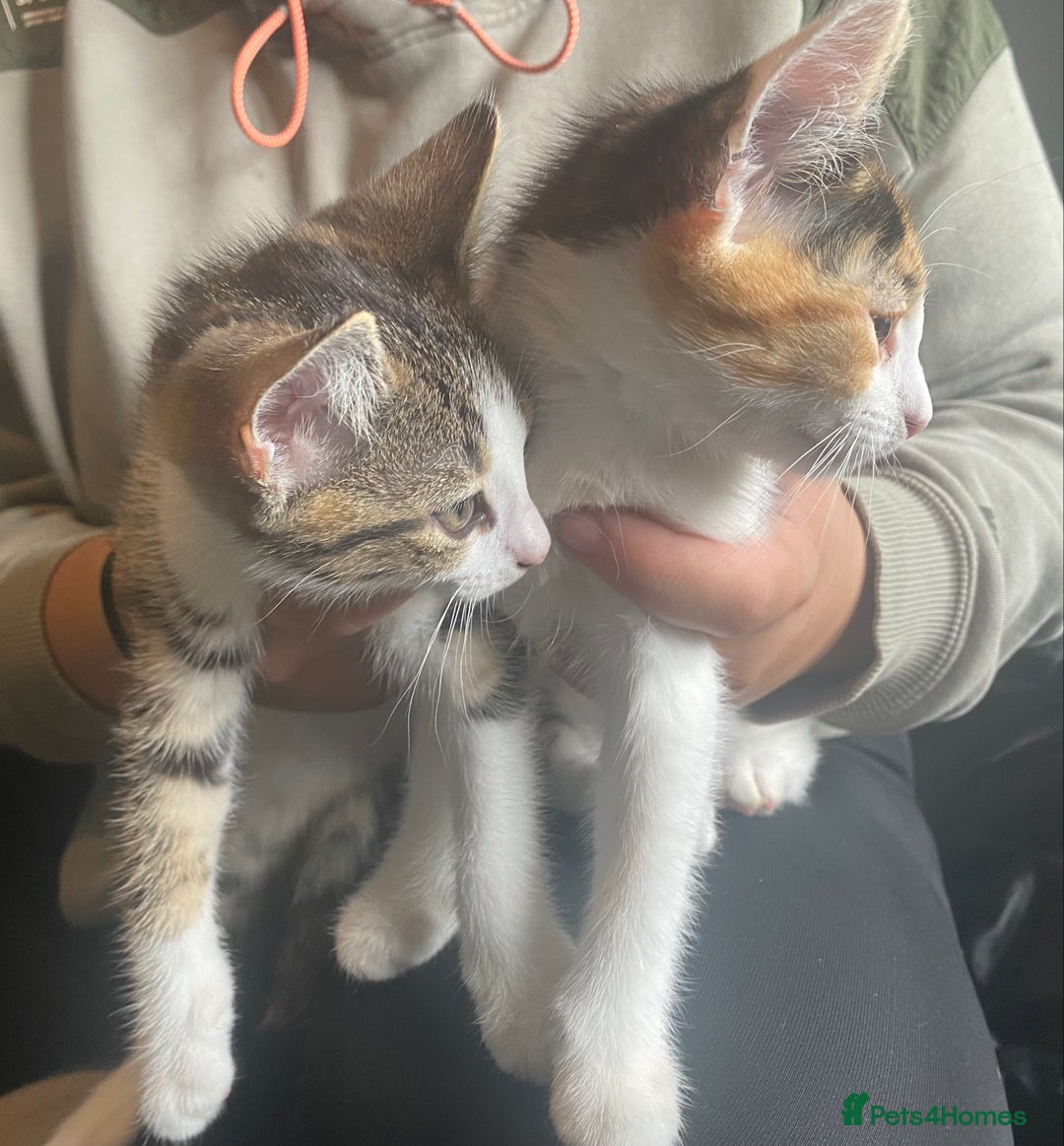 Mixed Breed cats for sale: 10 weeks old kittens ready to leave  - Image 17