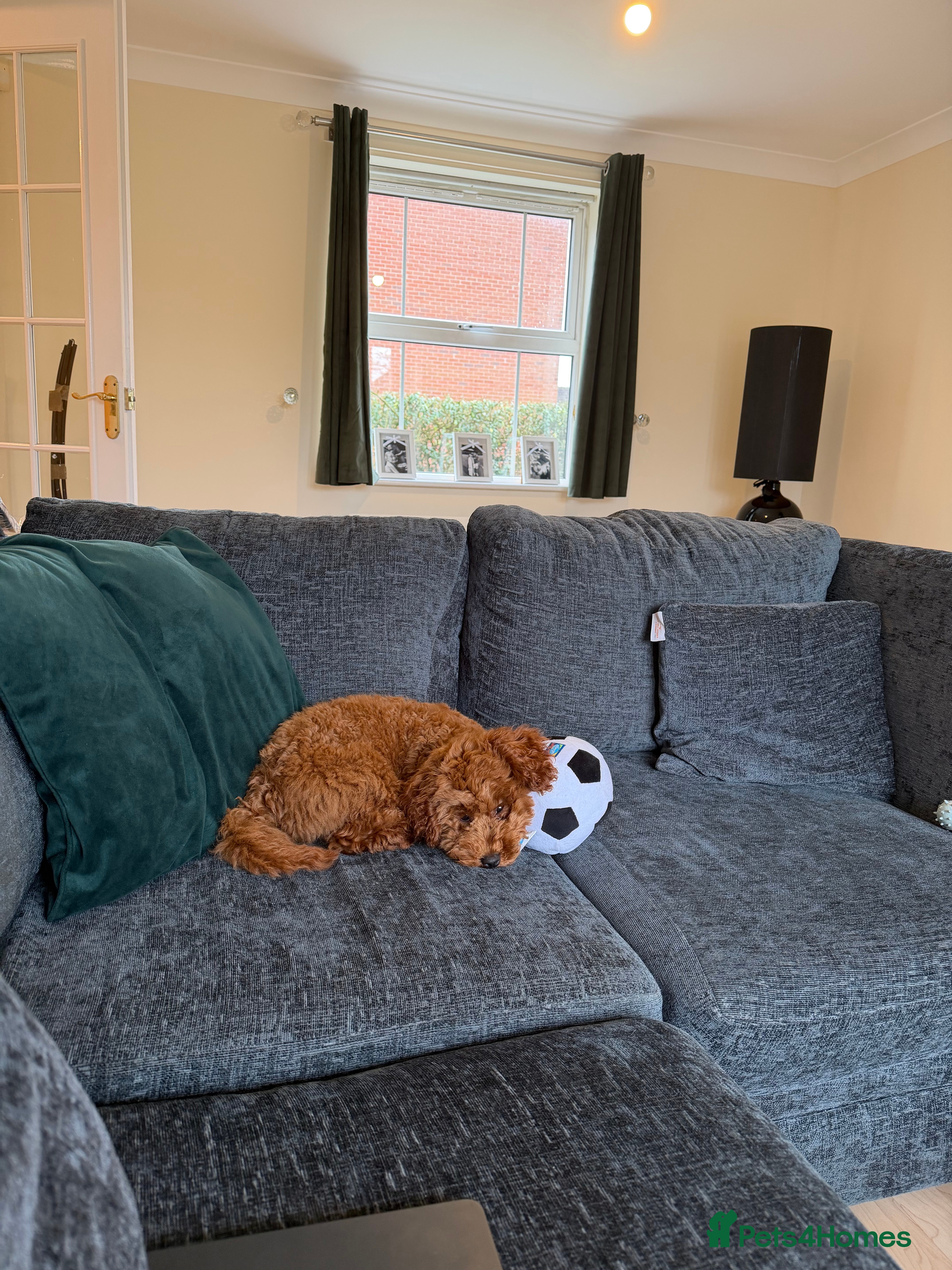 Toy Poodle dogs Toy Poodle Puppy in Brough - Advert 1