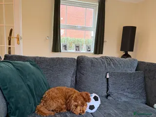 Toy Poodle dogs Toy Poodle Puppy in Brough - Advert 1