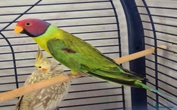 Parakeets birds for sale: Male Plum Headed Parakeet - Image 2
