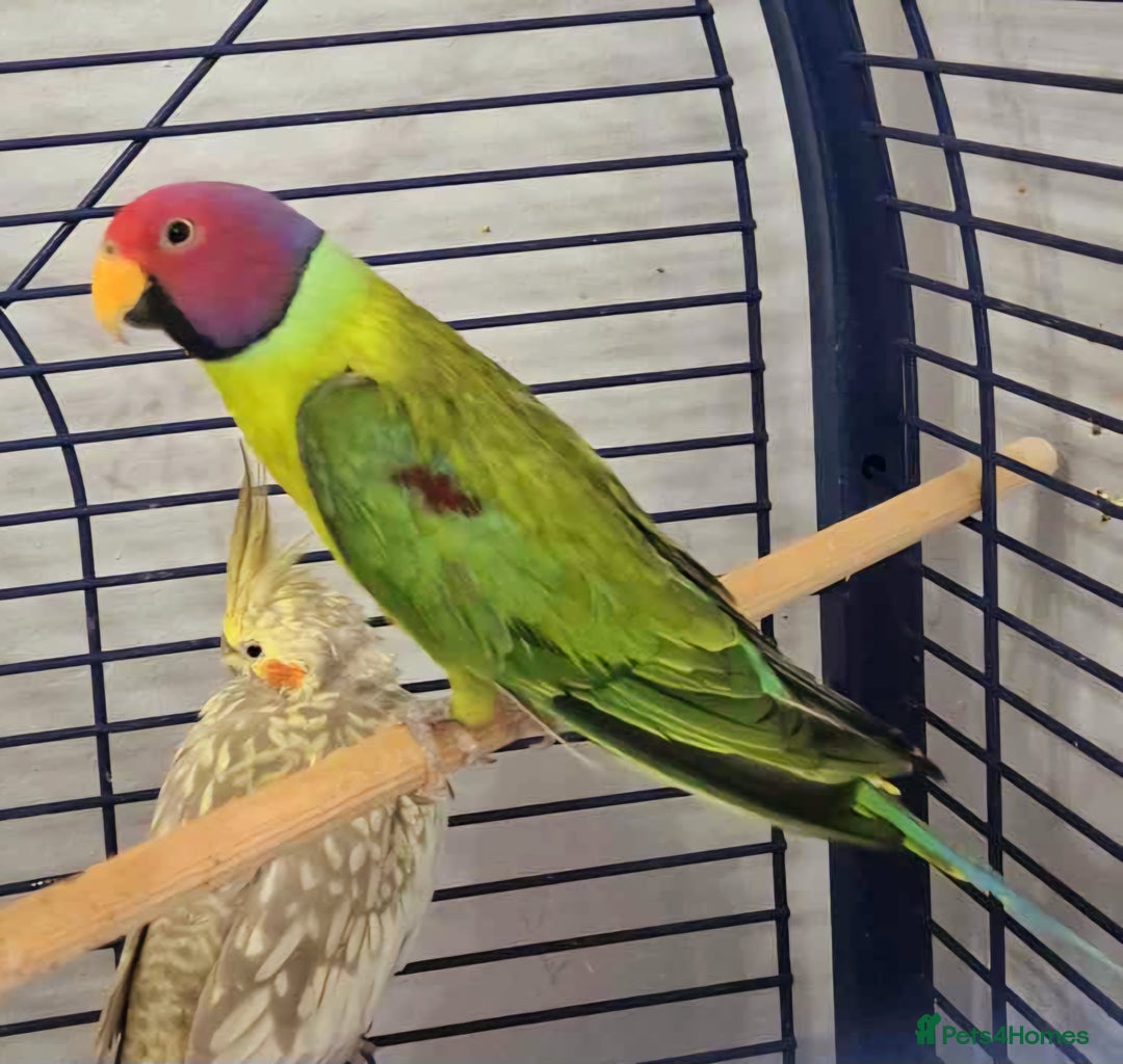 Parakeets birds for sale: Male Plum Headed Parakeet - Image 2