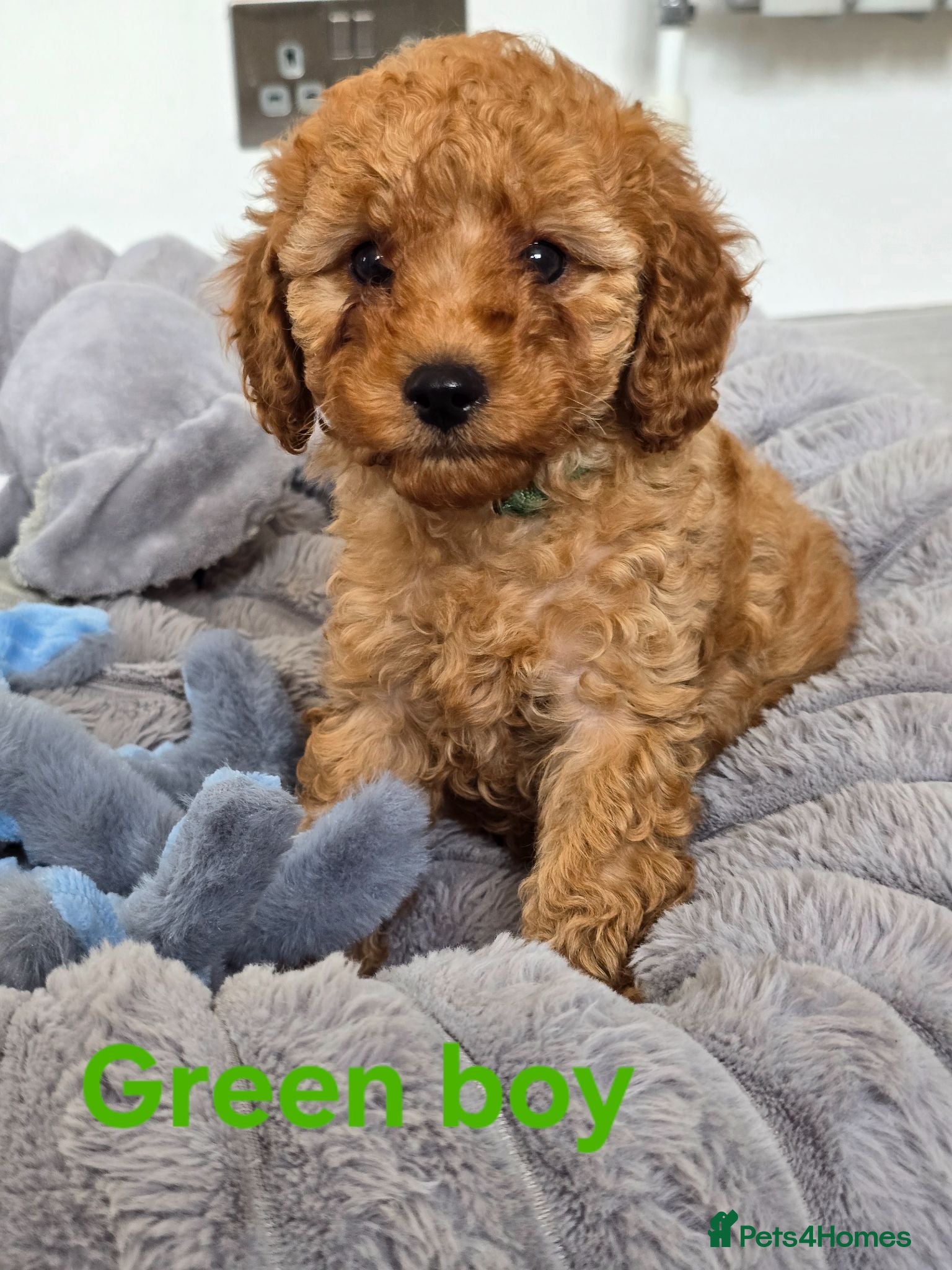Cavapoo dogs MiniatureF1B💥DNAHealthTestedParents💥FamilyRaised - Advert 1