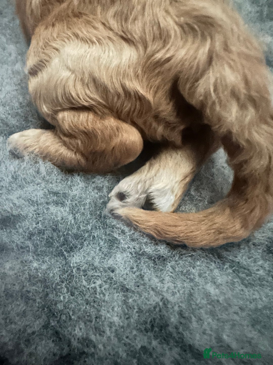 Poochon dogs for sale: Stunning coloured Poochons  - Image 2