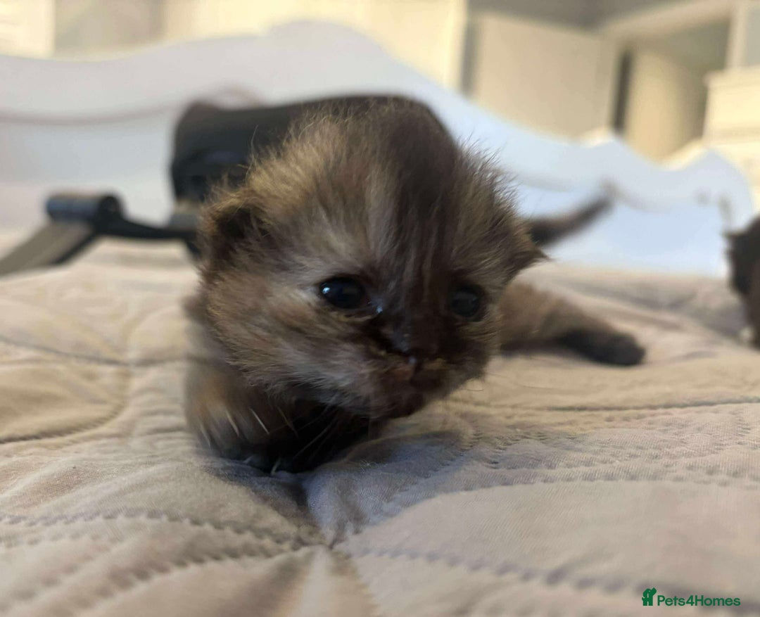 Persian cats for sale: Stunning litter of five female Perdolls - Advert 12