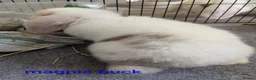 Mini Lop rabbits for sale: Pure bred minilops - Advert 11