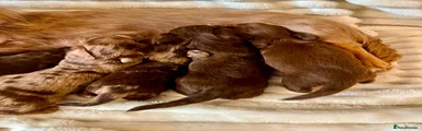 Miniature Dachshund 5