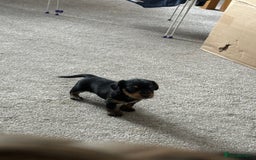 Mixed Breed dogs for sale: Miniature Dorkie - Yorkshire Terrier/Dashaund - Image 2