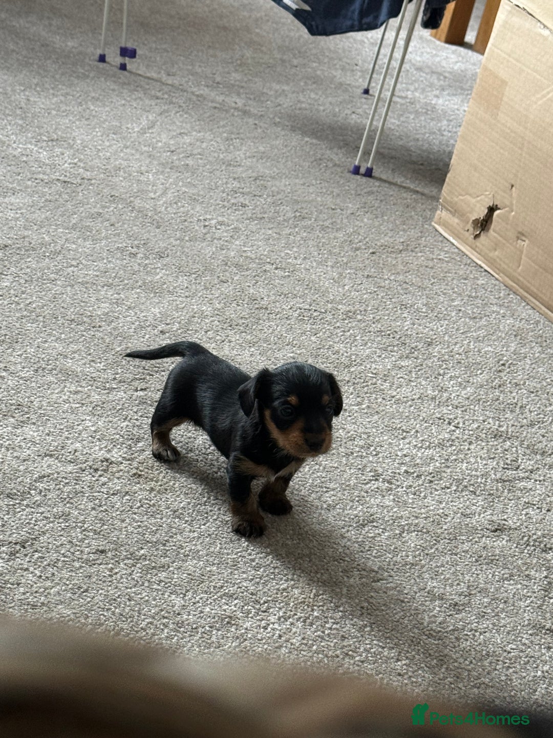 Mixed Breed dogs for sale: Miniature Dorkie - Yorkshire Terrier/Dashaund - Image 2