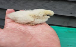 Chickens poultry for sale: USA silkie, jumbo coturnix, celadon quails - Image 33