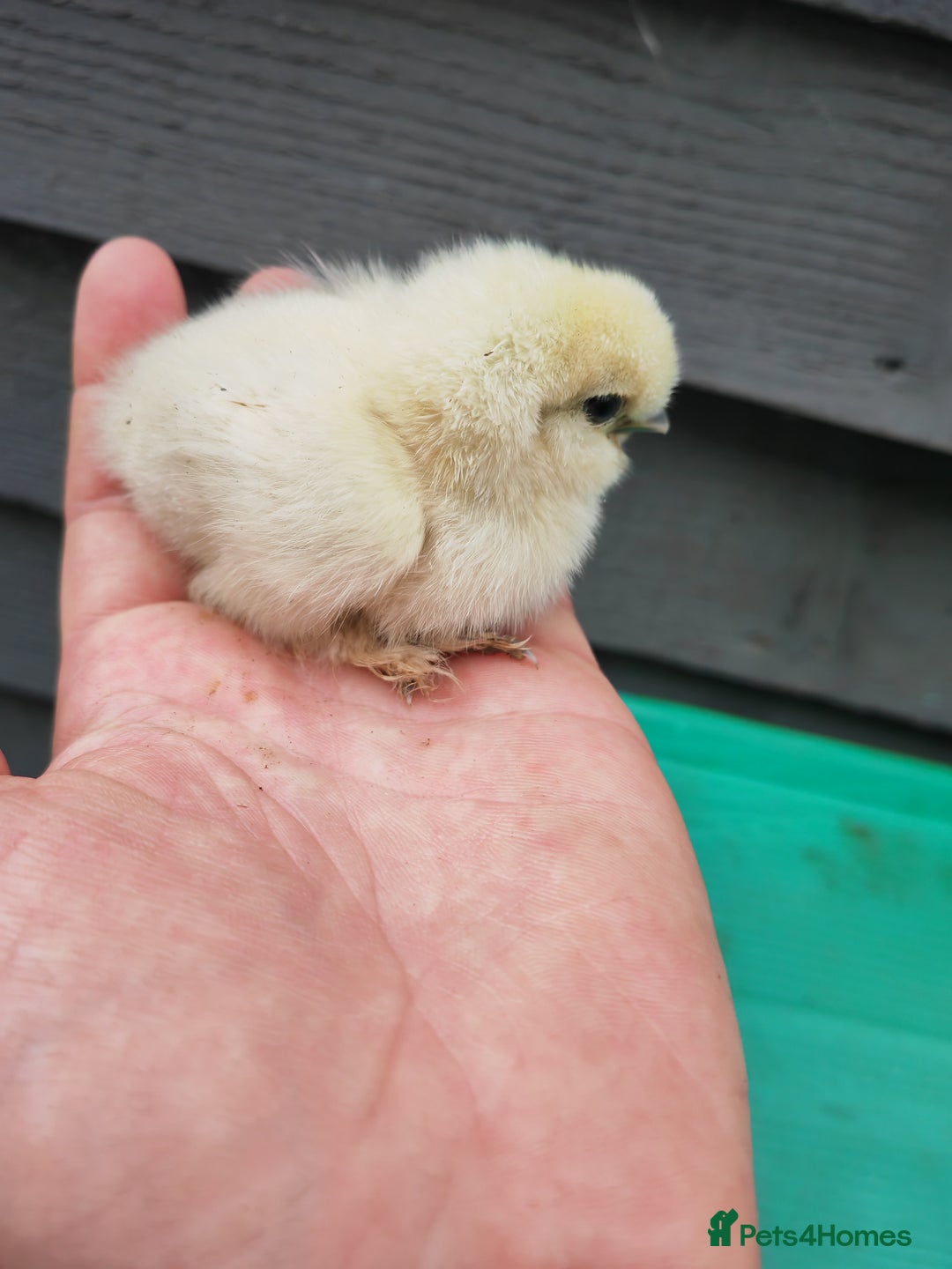 Chickens poultry for sale: USA silkie, jumbo coturnix, celadon quails - Image 33