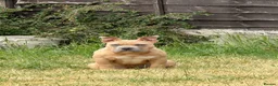 American Bully dogs for sale: 20 week old pocket bully puppy - Advert 4