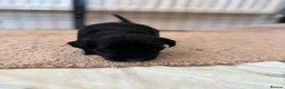 Miniature Schnauzer dogs for sale: BVA and MAC clear Beautiful Miniature schnauzers - Advert 14