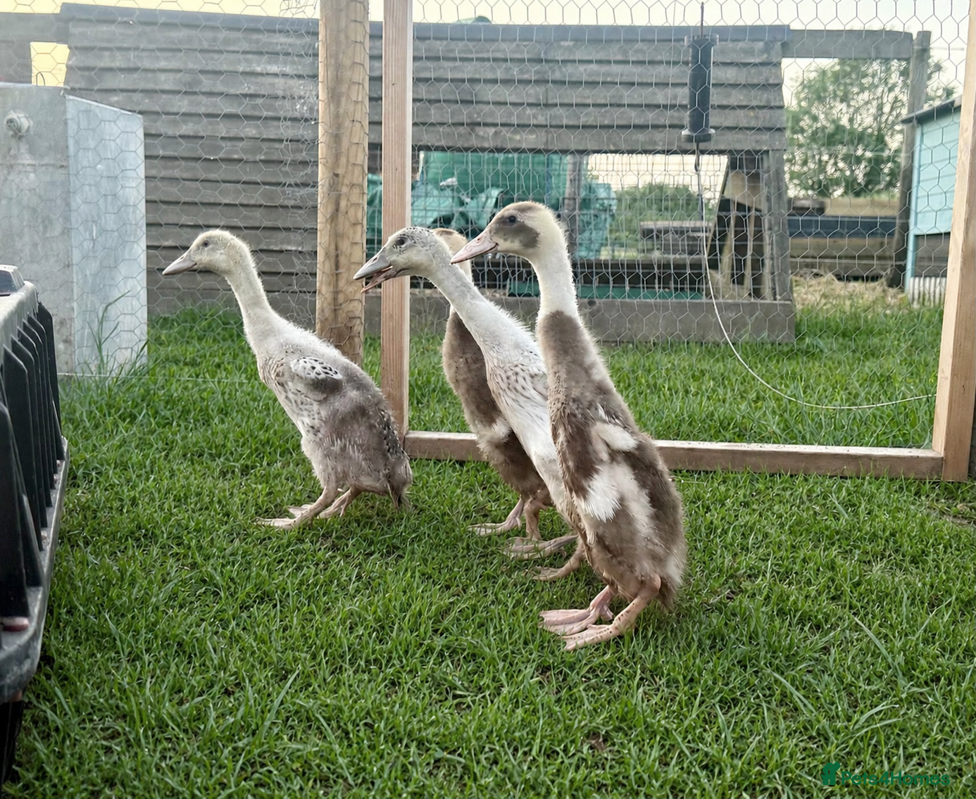 Ducks poultry Indian Runner Ducklings  - Advert 1