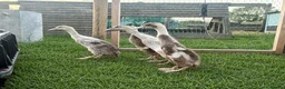 Ducks poultry for sale: Indian Runner Ducklings  - Advert 1