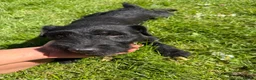 Mixed Breed dogs for sale: Springerdale bitch for sale  in Pentraeth - Advert 1