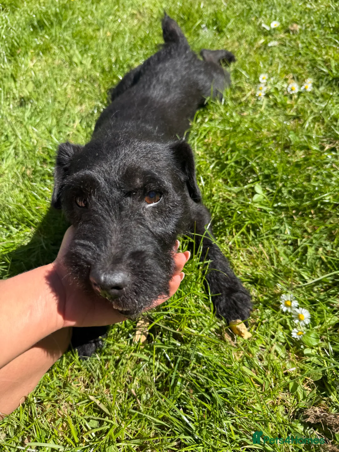 Mixed Breed dogs for sale: Springerdale bitch for sale  in Pentraeth - Advert 1