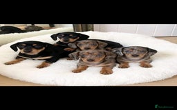 Miniature Dachshund dogs for sale: Miniature Dachshund  - Image 3