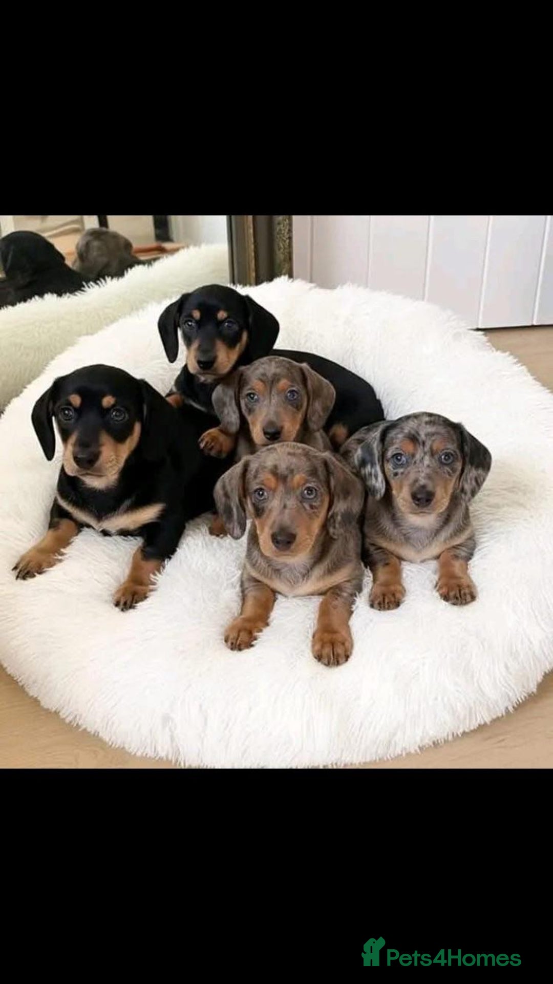 Miniature Dachshund dogs for sale: Miniature Dachshund  - Image 3